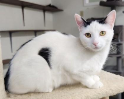 Sissy, Adoptable, Young Female Domestic Short Hair.