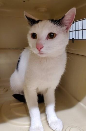 Enlarge Sissy, a Adoptable Domestic Short Hair in Butte, MT image 2/2