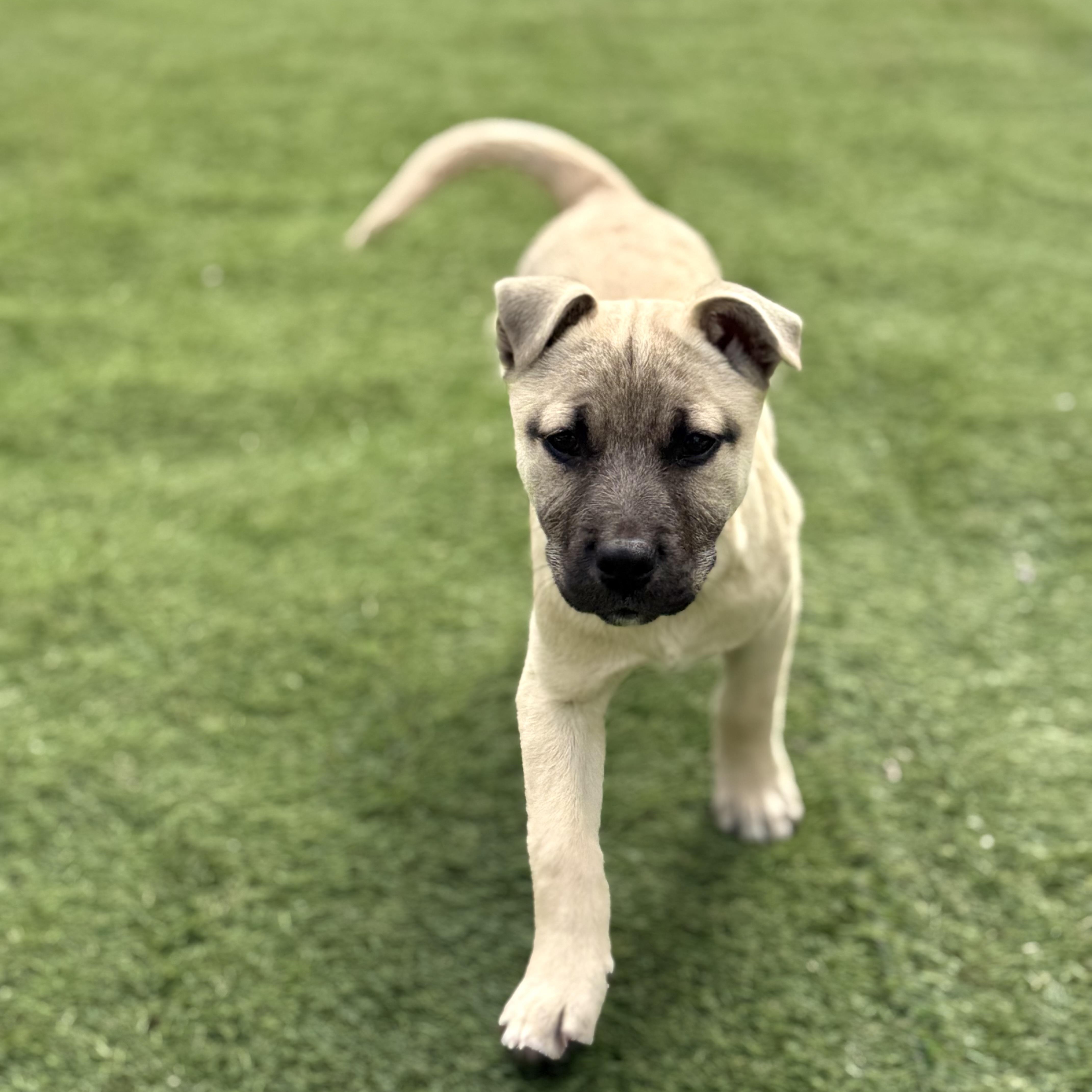 Enlarge Cindy, an adopted mixed breed in Glenolden, PA image 4/6