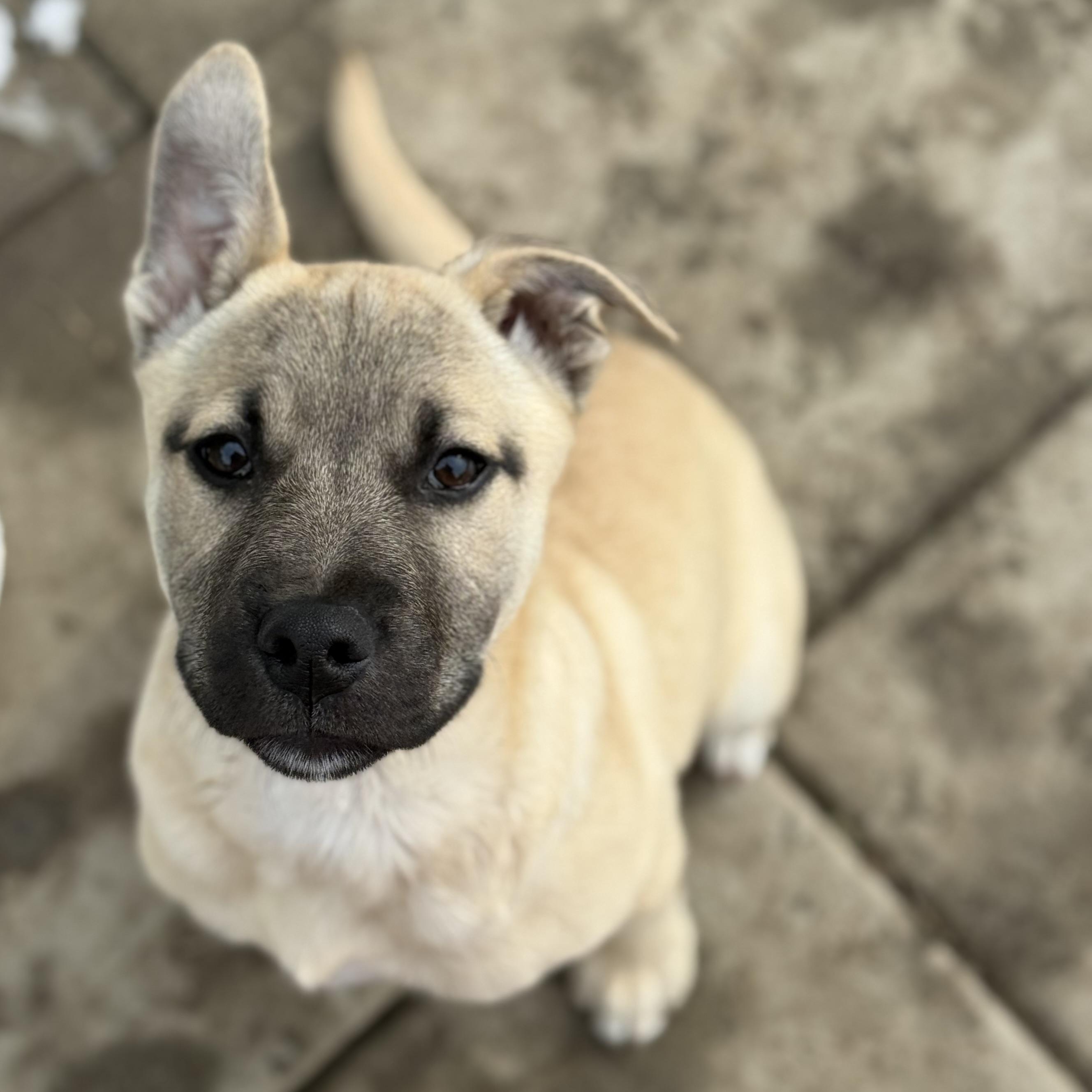 Cindy, adopted, Puppy Female Labrador Retriever & German Shepherd Dog.