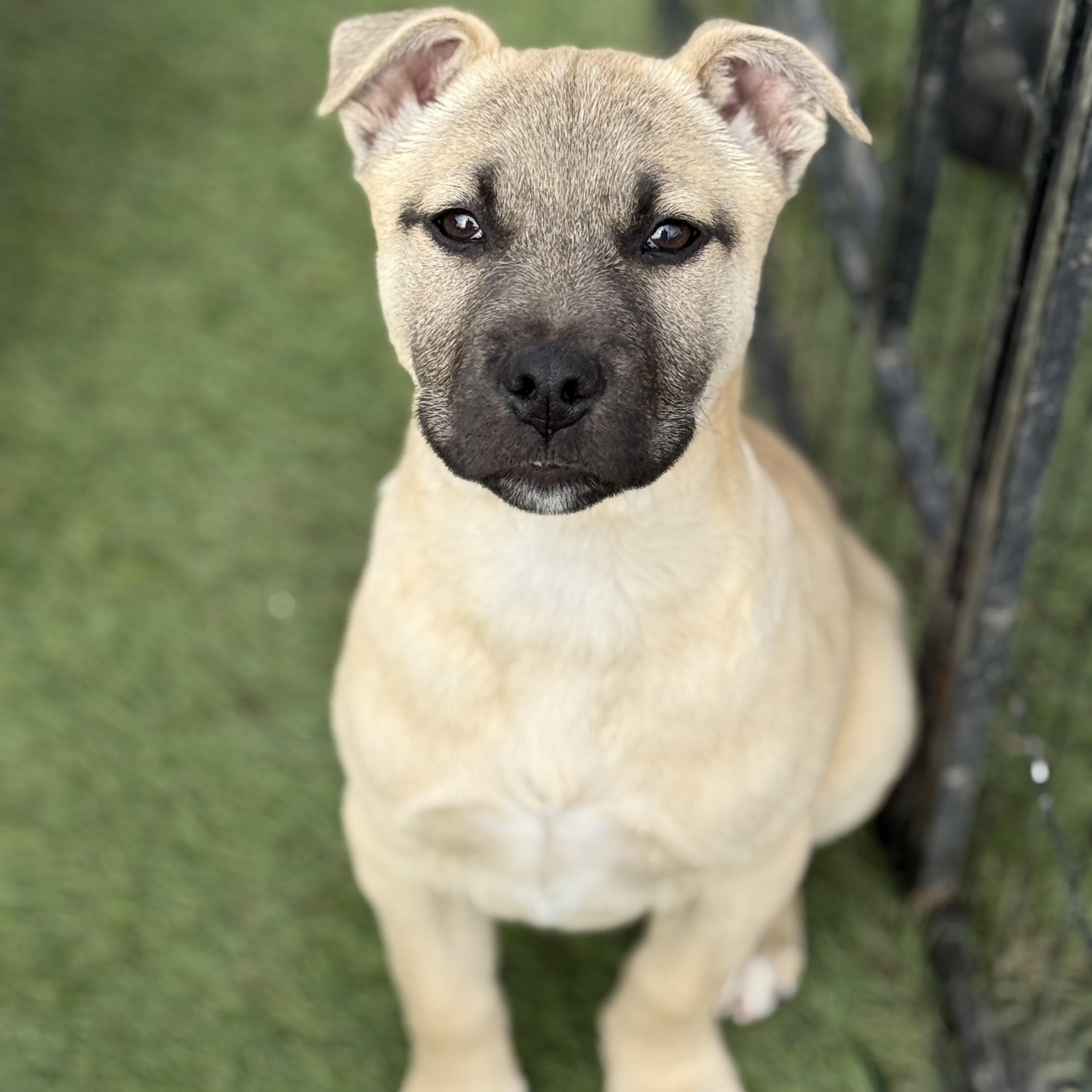 Enlarge Cindy, an adopted mixed breed in Glenolden, PA image 2/6