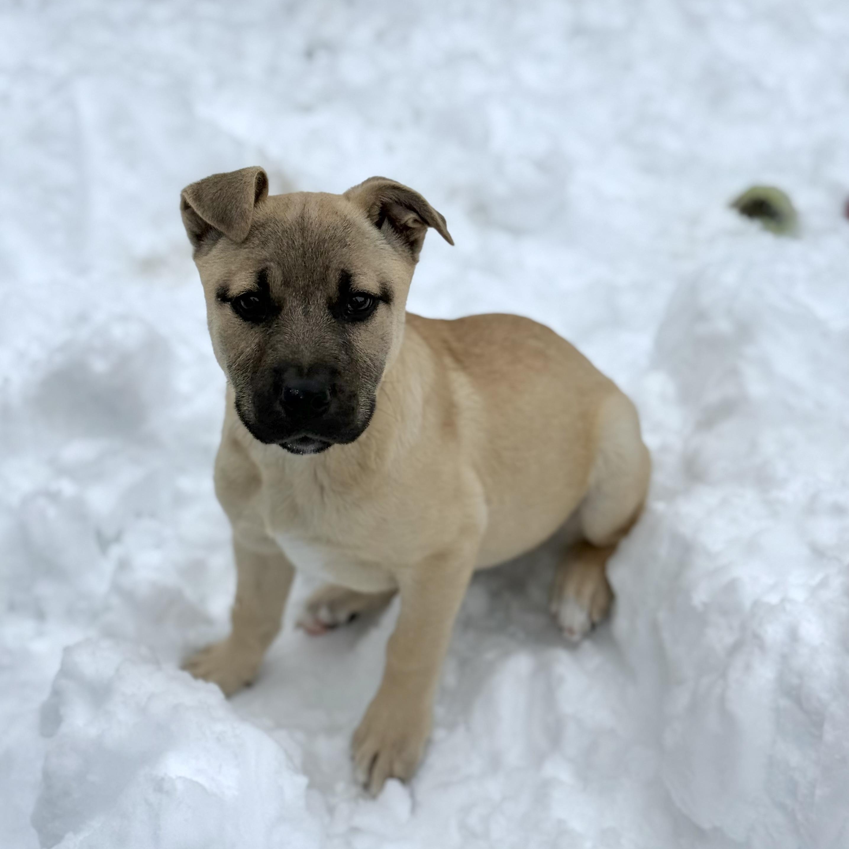 Enlarge Cindy, an adopted mixed breed in Glenolden, PA image 3/6