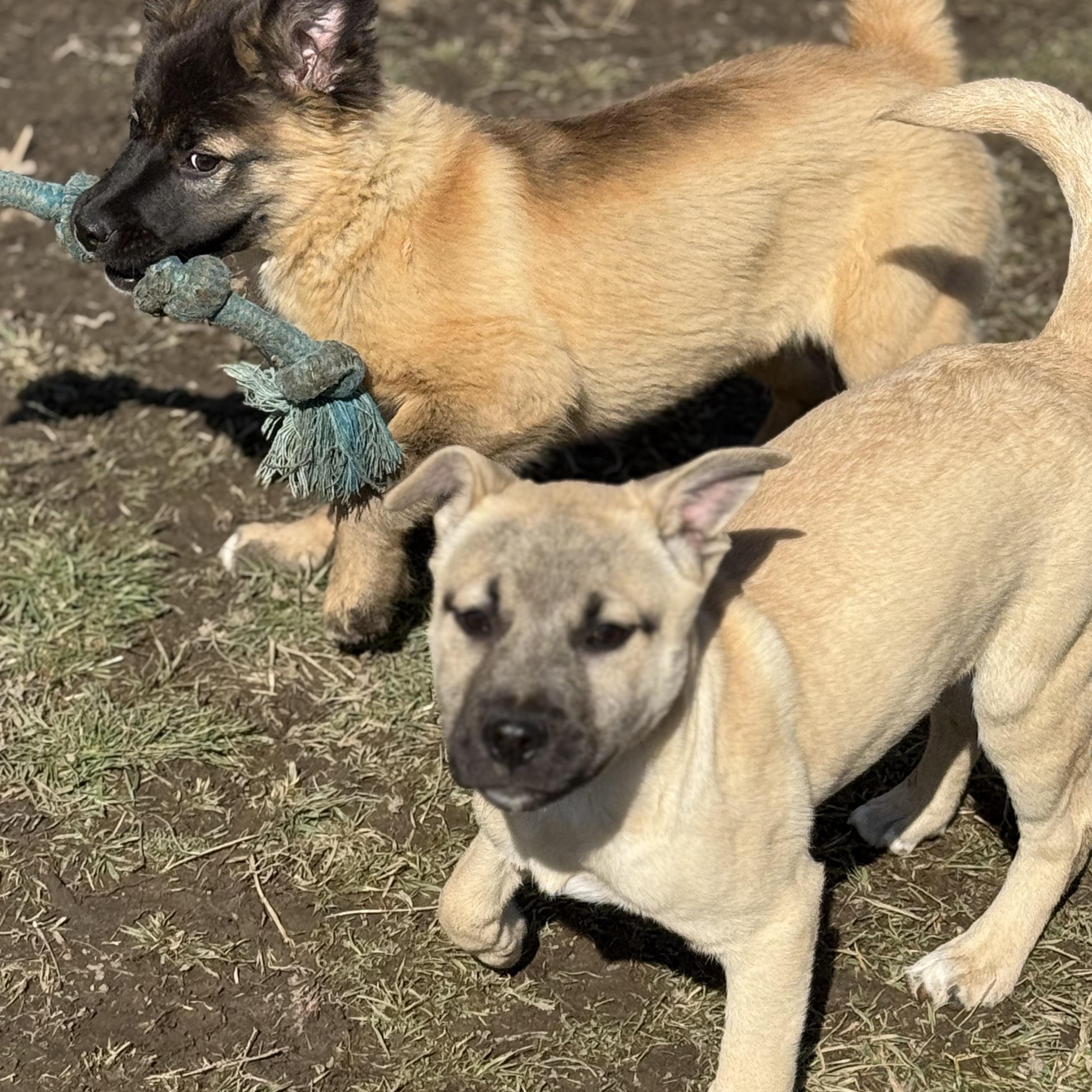 Enlarge Cindy, an adopted mixed breed in Glenolden, PA image 6/6