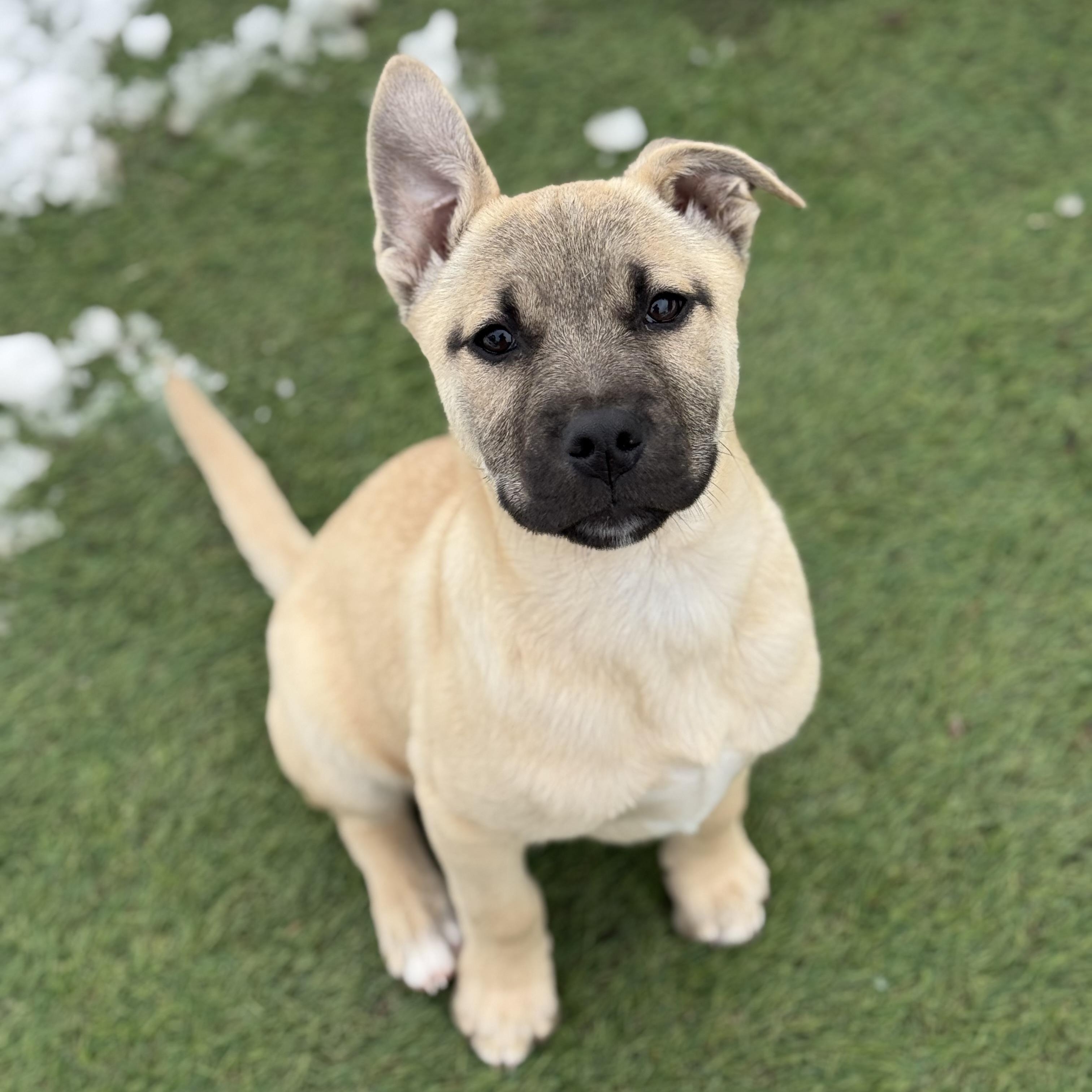 Enlarge Cindy, an adopted mixed breed in Glenolden, PA image 5/6