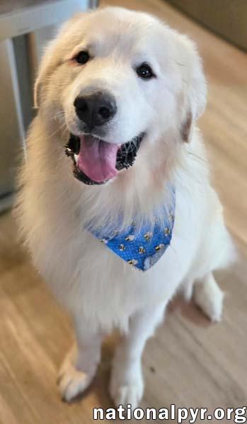 Polar Bear in MD - World's Happiest Smile! — thumbnail 2