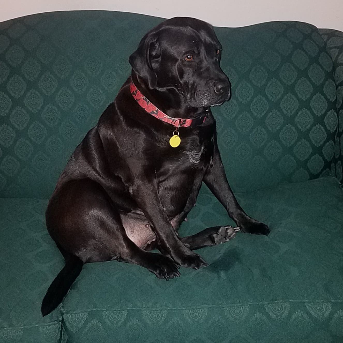 Enlarge Gracie, a Adopted mixed breed in San Francisco, CA image 1/4
