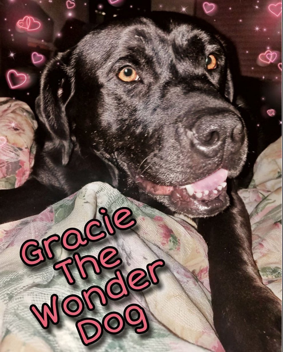 Enlarge Gracie, a Adopted mixed breed in San Francisco, CA image 2/4