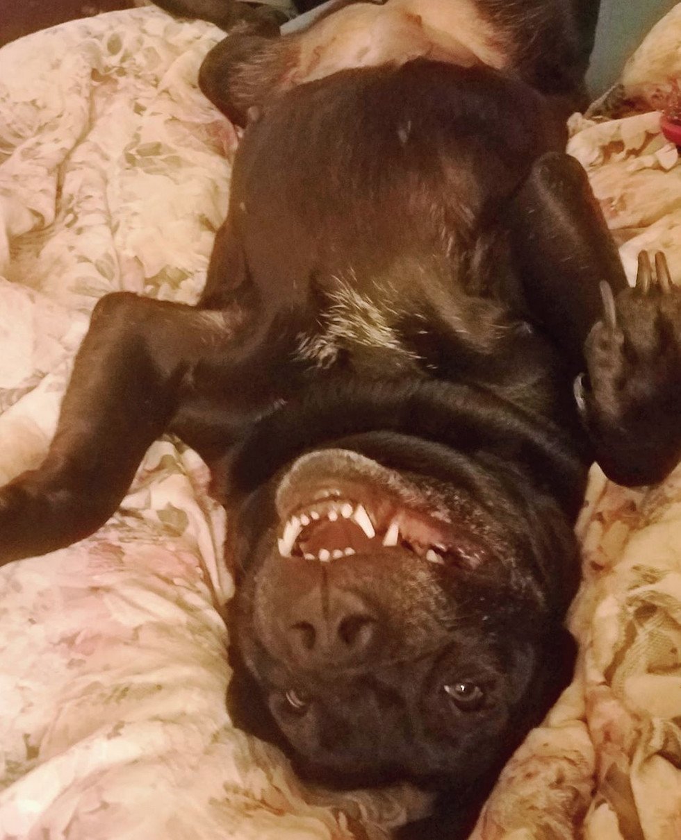 Enlarge Gracie, a Adopted mixed breed in San Francisco, CA image 4/4