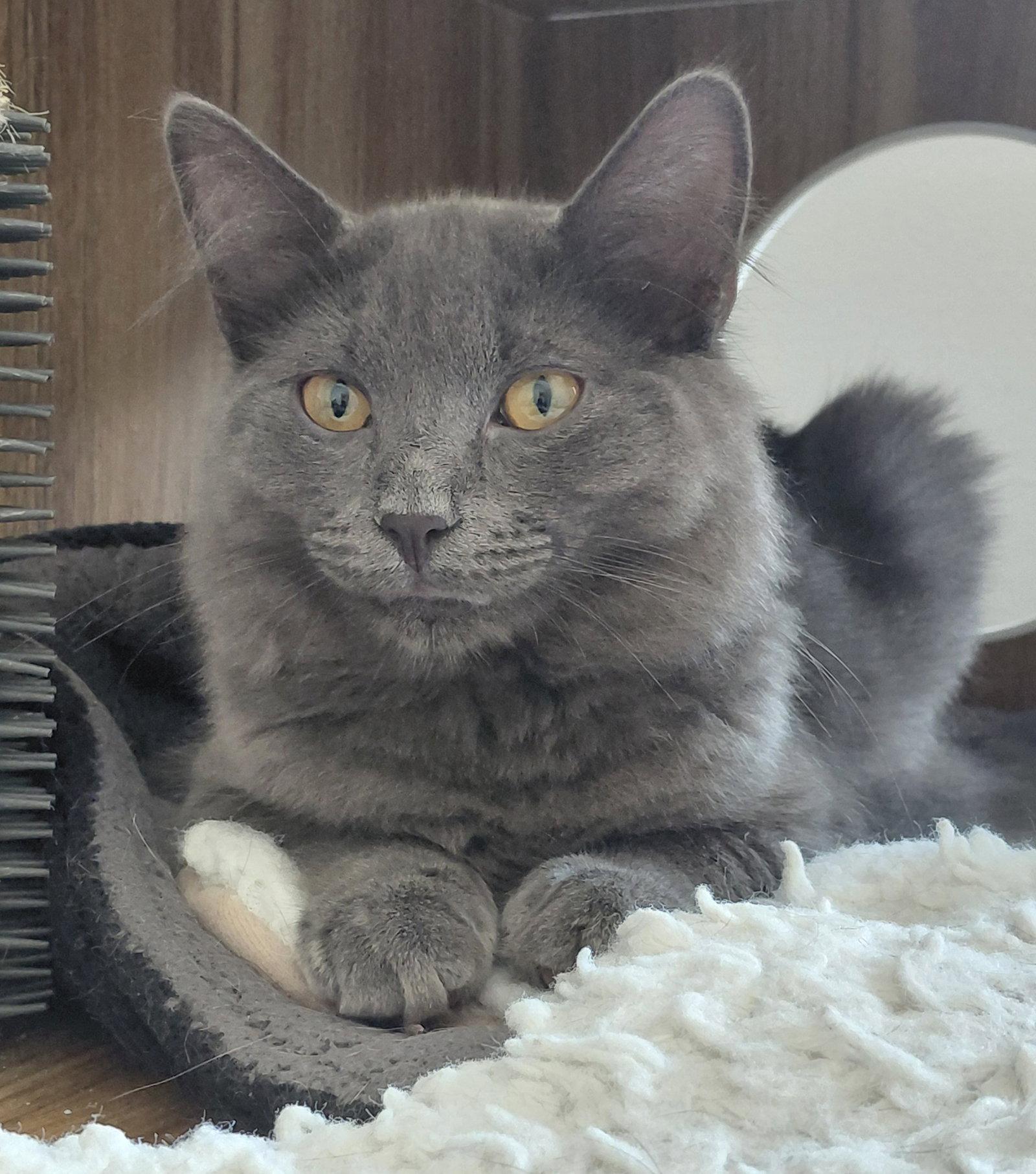 Hayes, a Adoptable Domestic Medium Hair in Montello, WI image 1/3