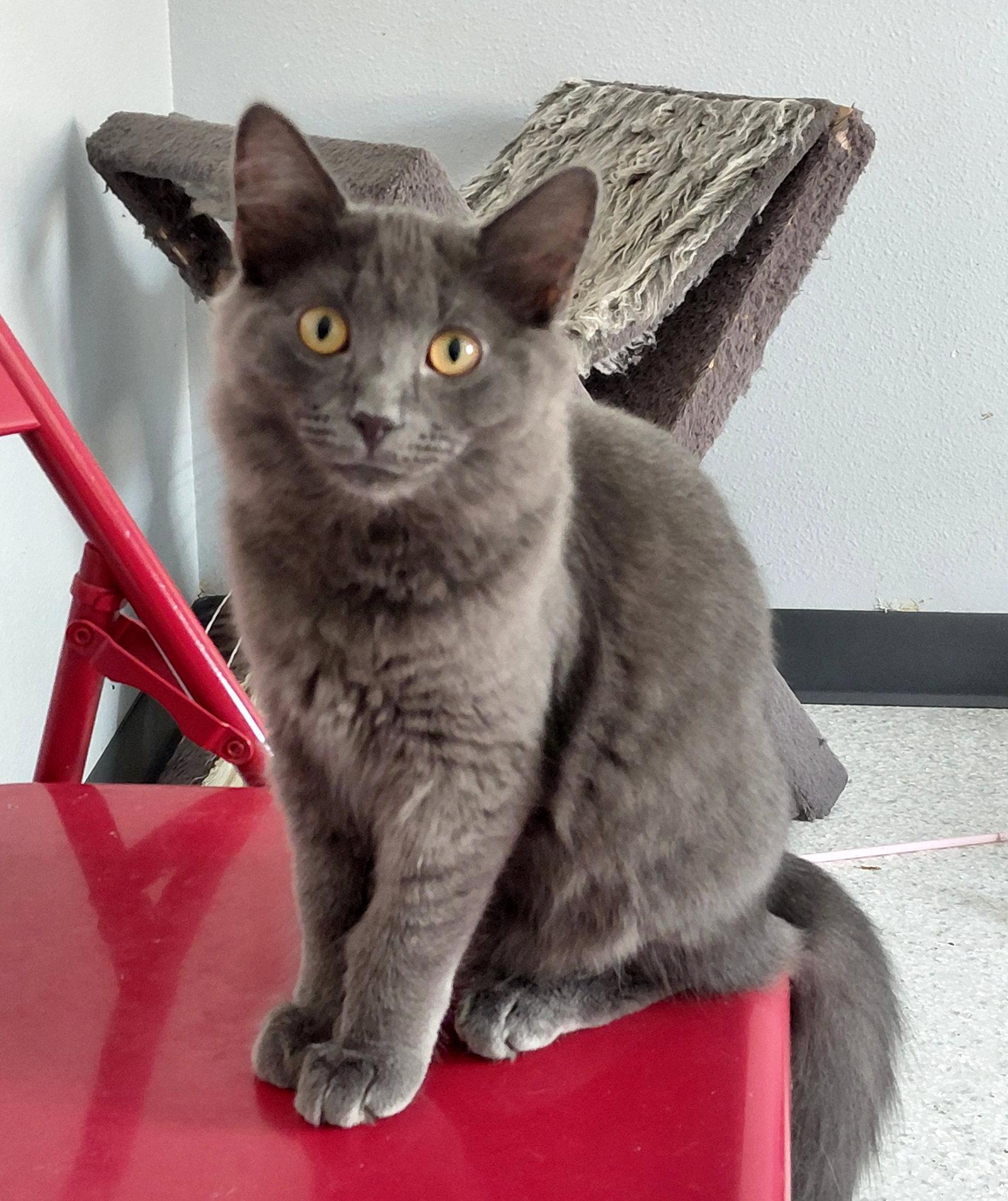 Hayes, a Adoptable Domestic Medium Hair in Montello, WI image 2/3