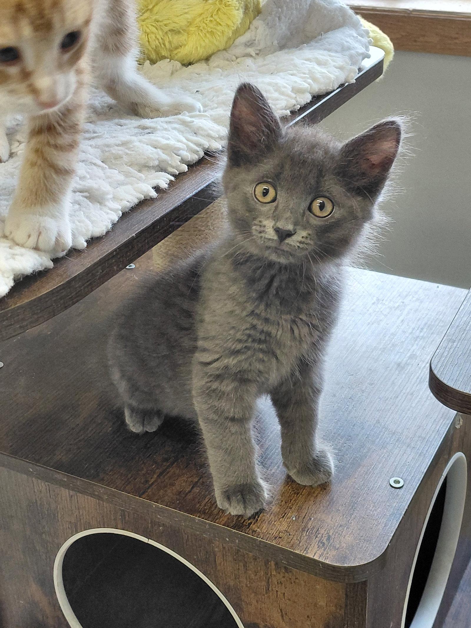 Hayes, Adoptable, Kitten Male Domestic Medium Hair.