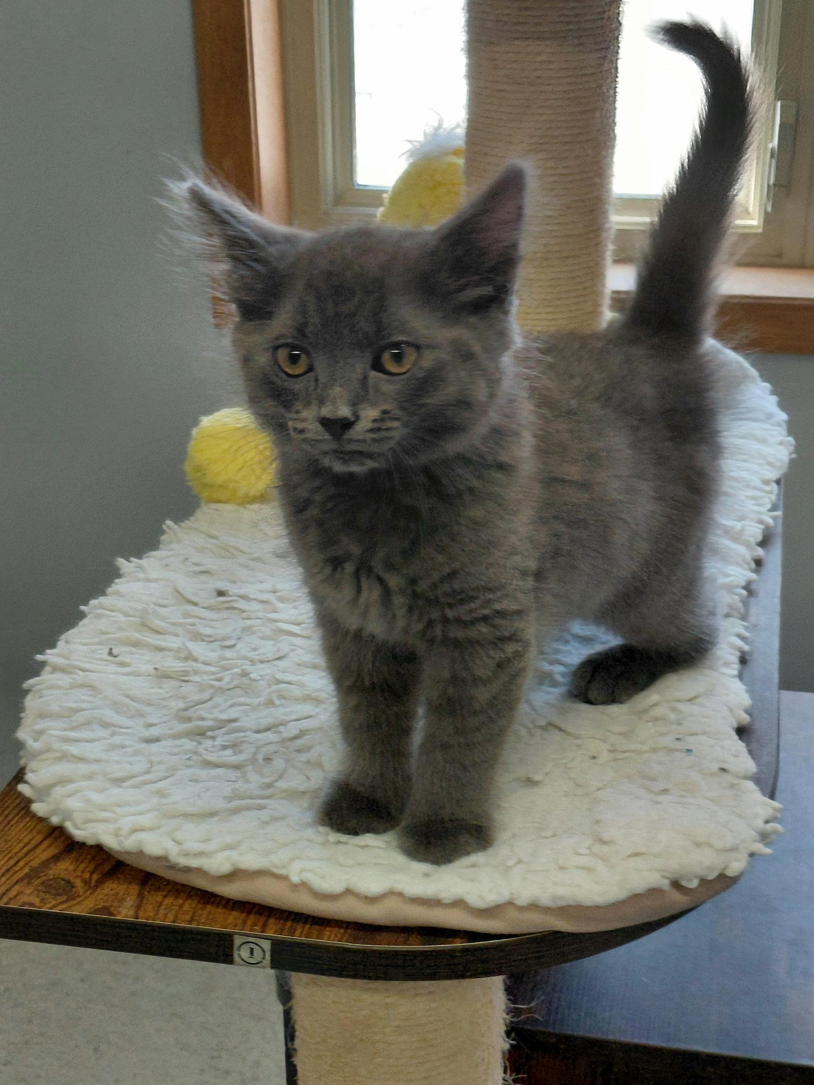 Hayes, a Adoptable Domestic Medium Hair in Montello, WI image 2/3
