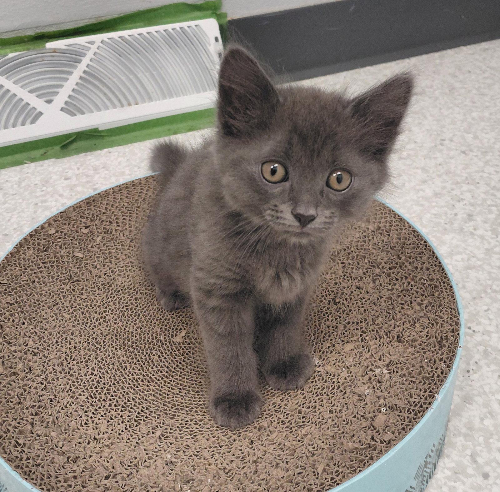 Hayes, a Adoptable Domestic Medium Hair in Montello, WI image 3/3