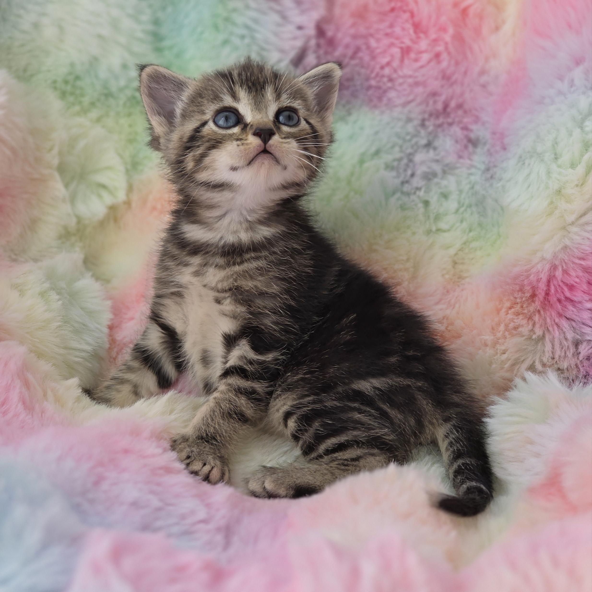 Enlarge Skitty, a Adoptable mixed breed in Atlanta, GA image 1/6