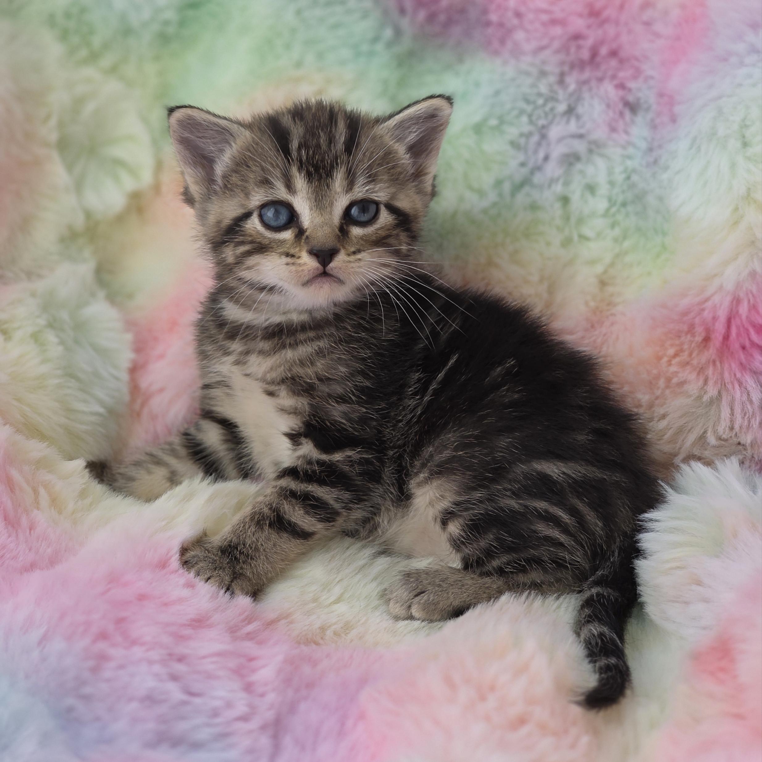 Enlarge Skitty, a Adoptable mixed breed in Atlanta, GA image 5/6