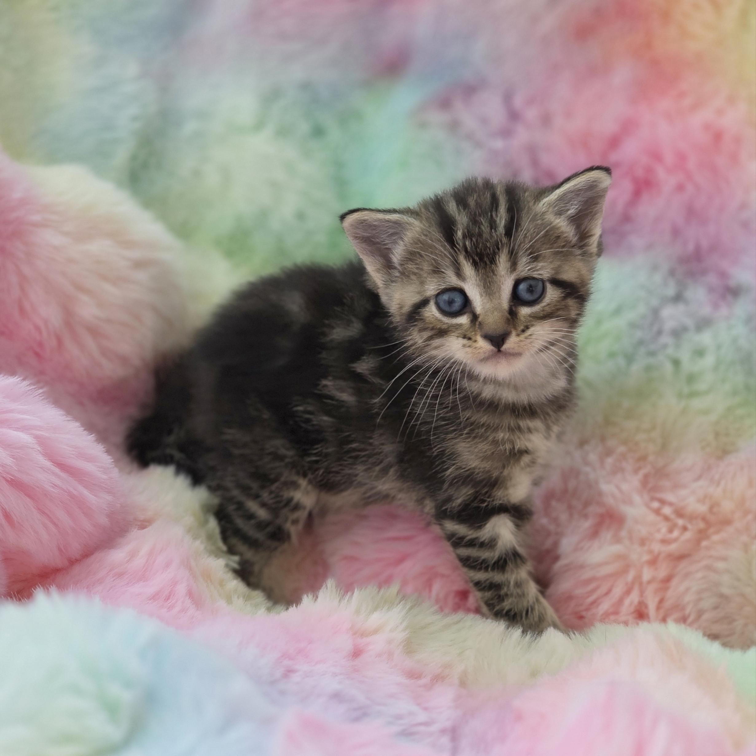 Enlarge Skitty, a Adoptable mixed breed in Atlanta, GA image 6/6