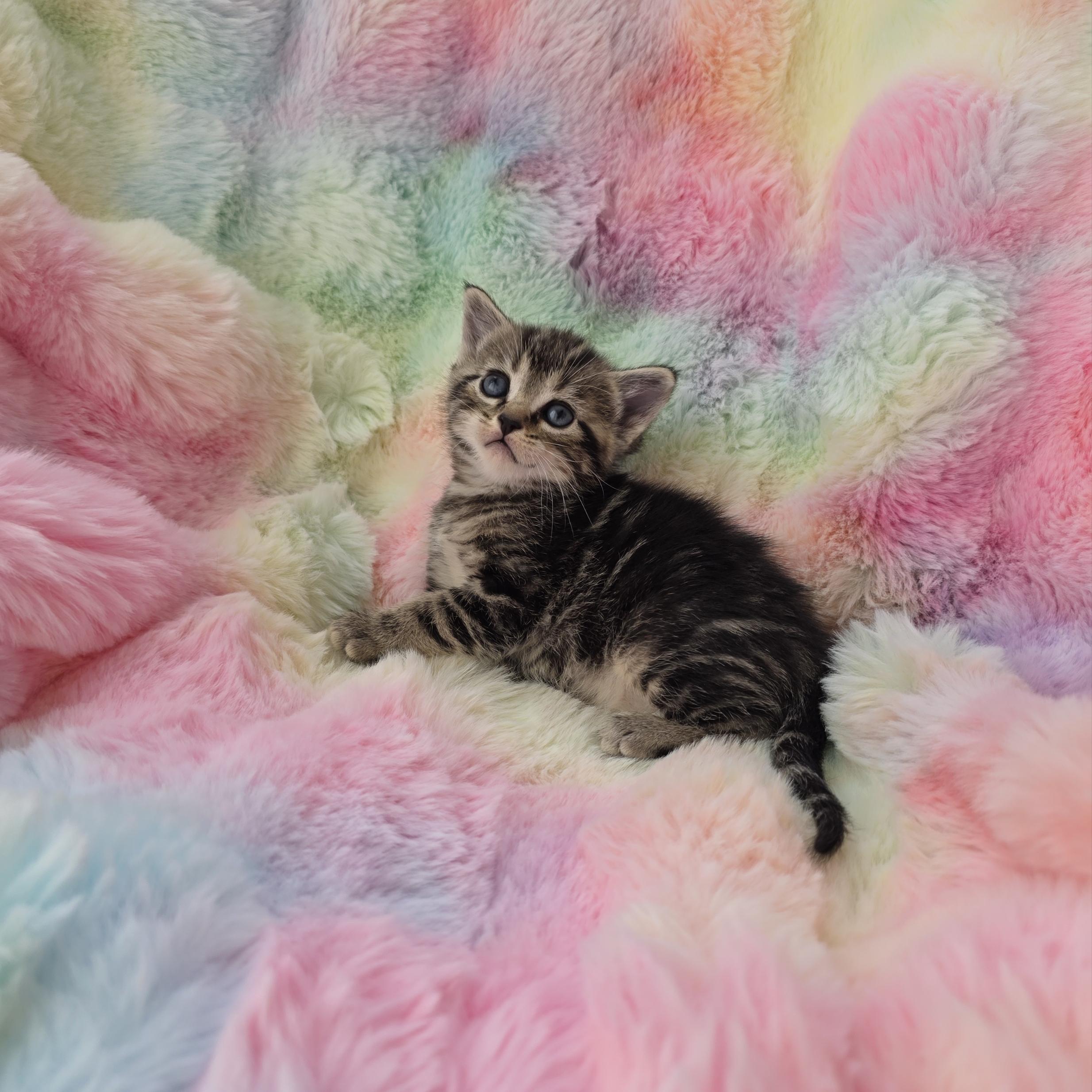 Enlarge Skitty, a Adoptable mixed breed in Atlanta, GA image 4/6