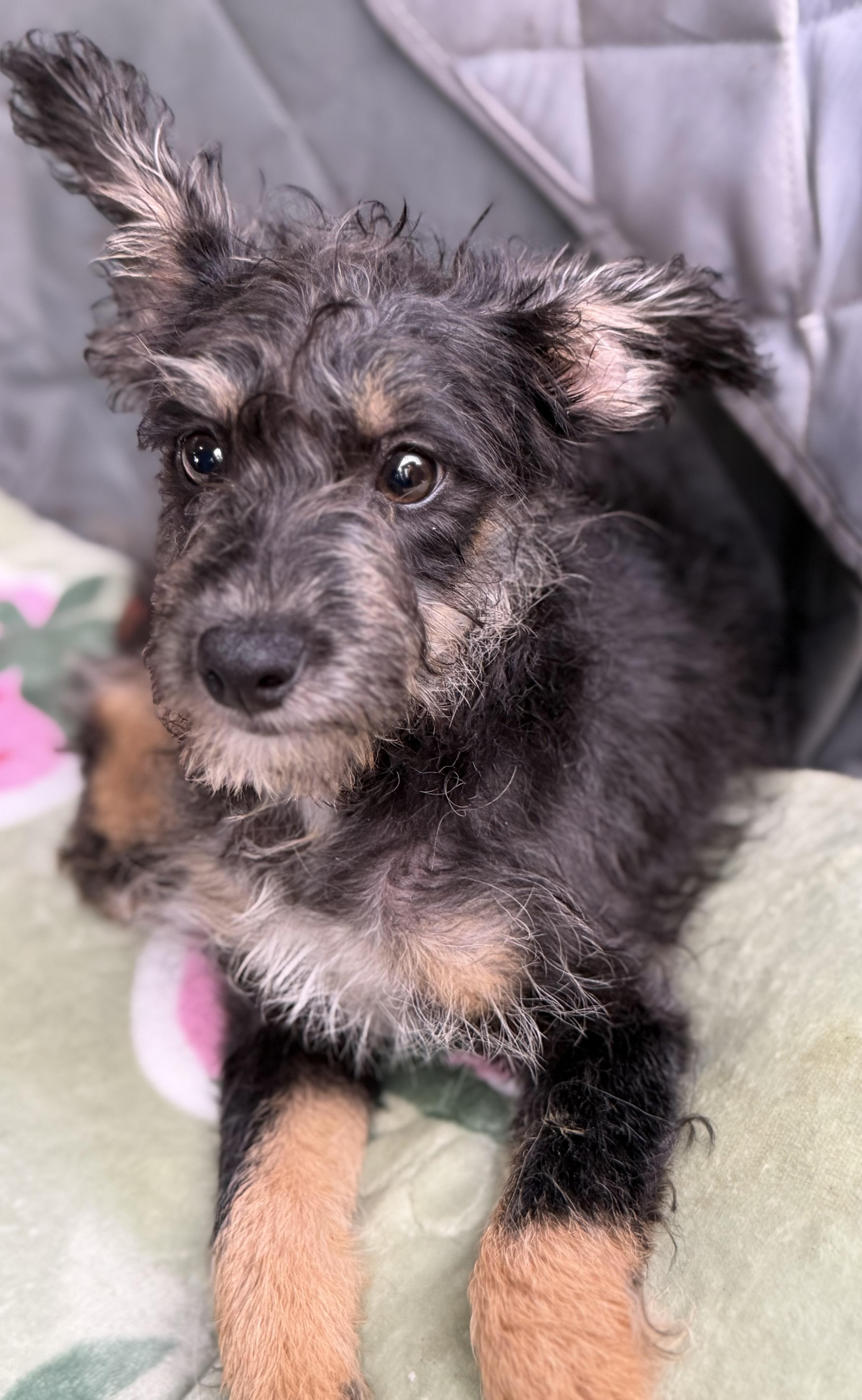 Charlie, a Adoptable mixed breed in Yuba City, CA image 4/4