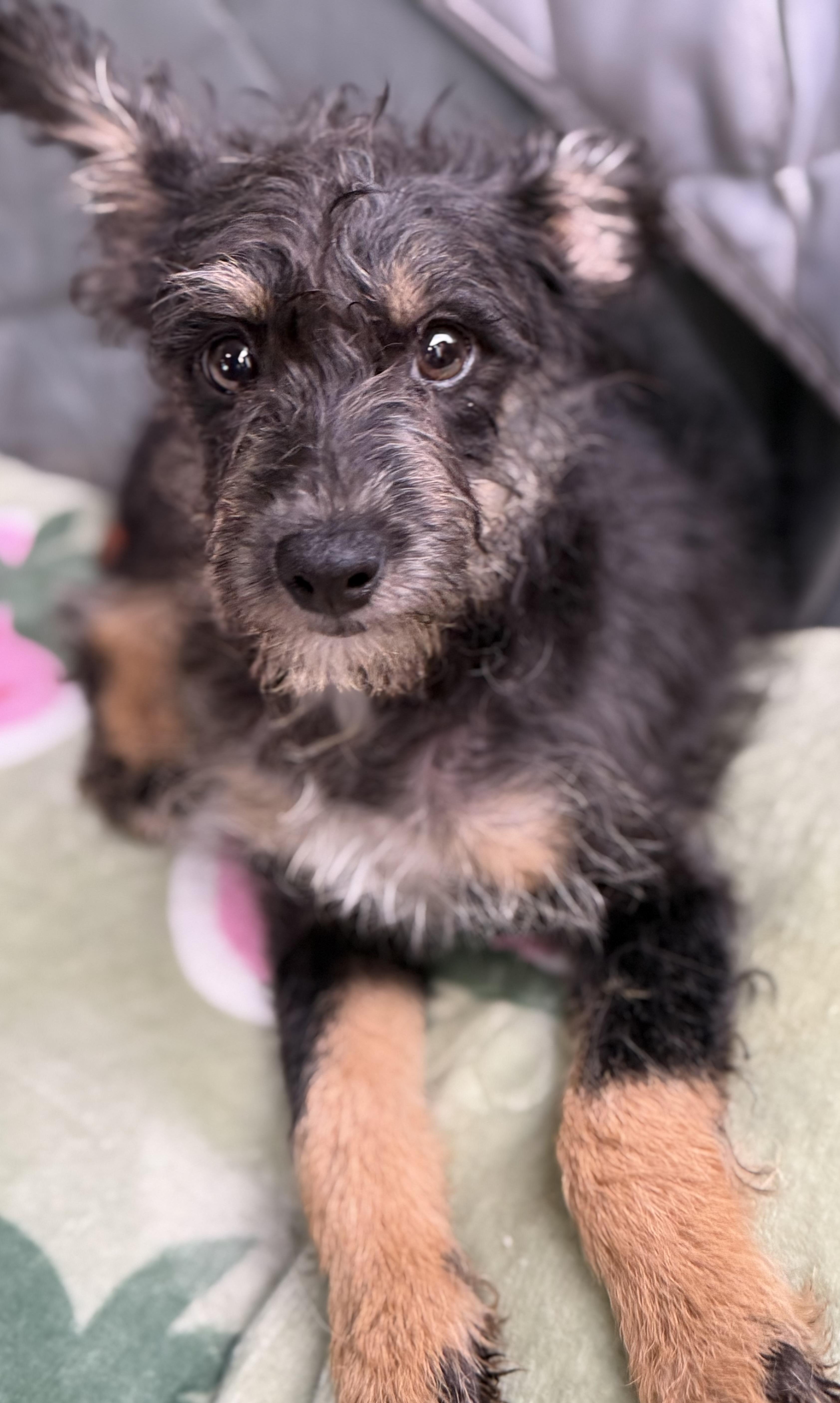 Charlie, Adoptable, Puppy Male Terrier & Poodle.