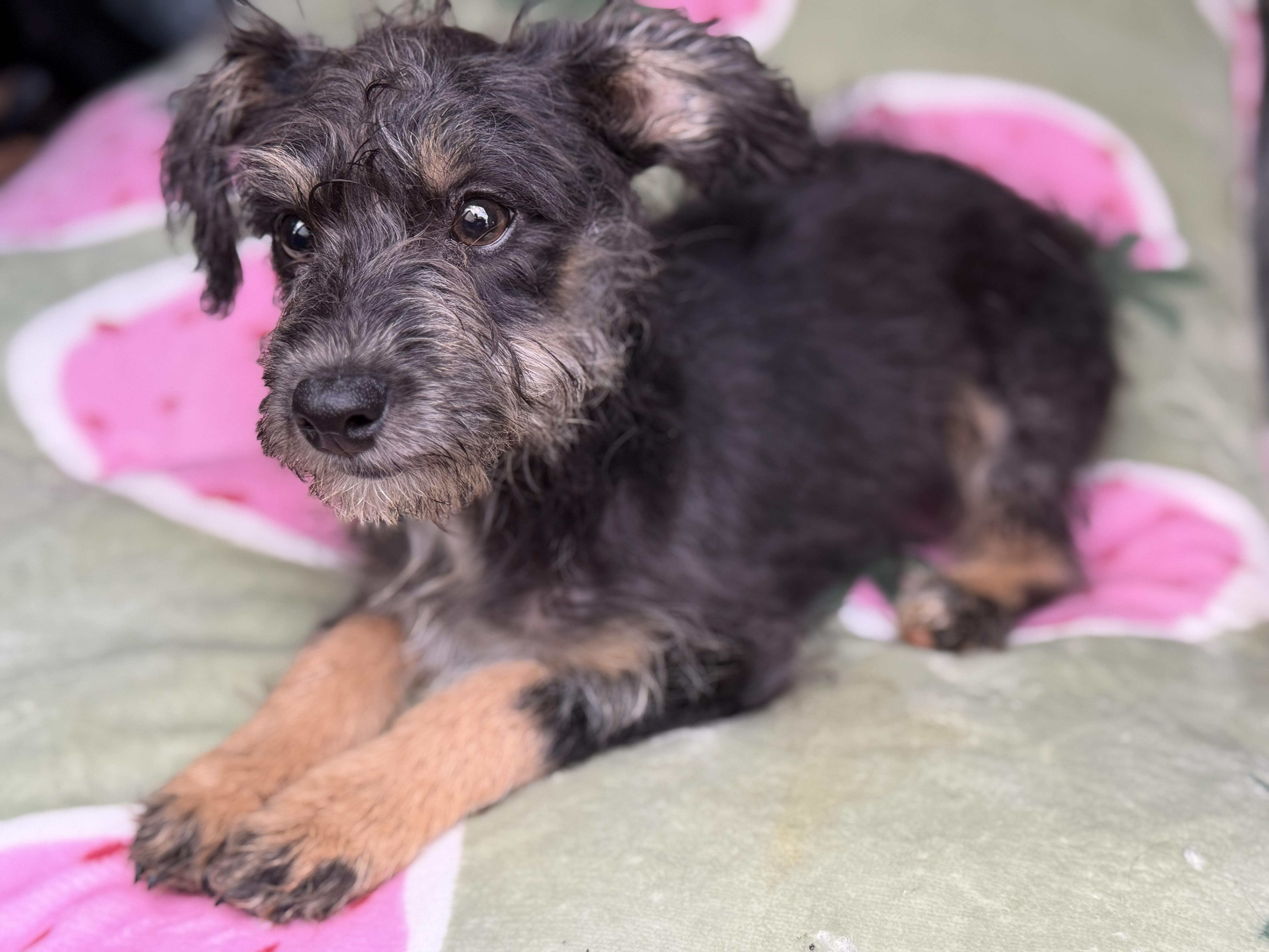 Charlie, a Adoptable mixed breed in Yuba City, CA image 2/4