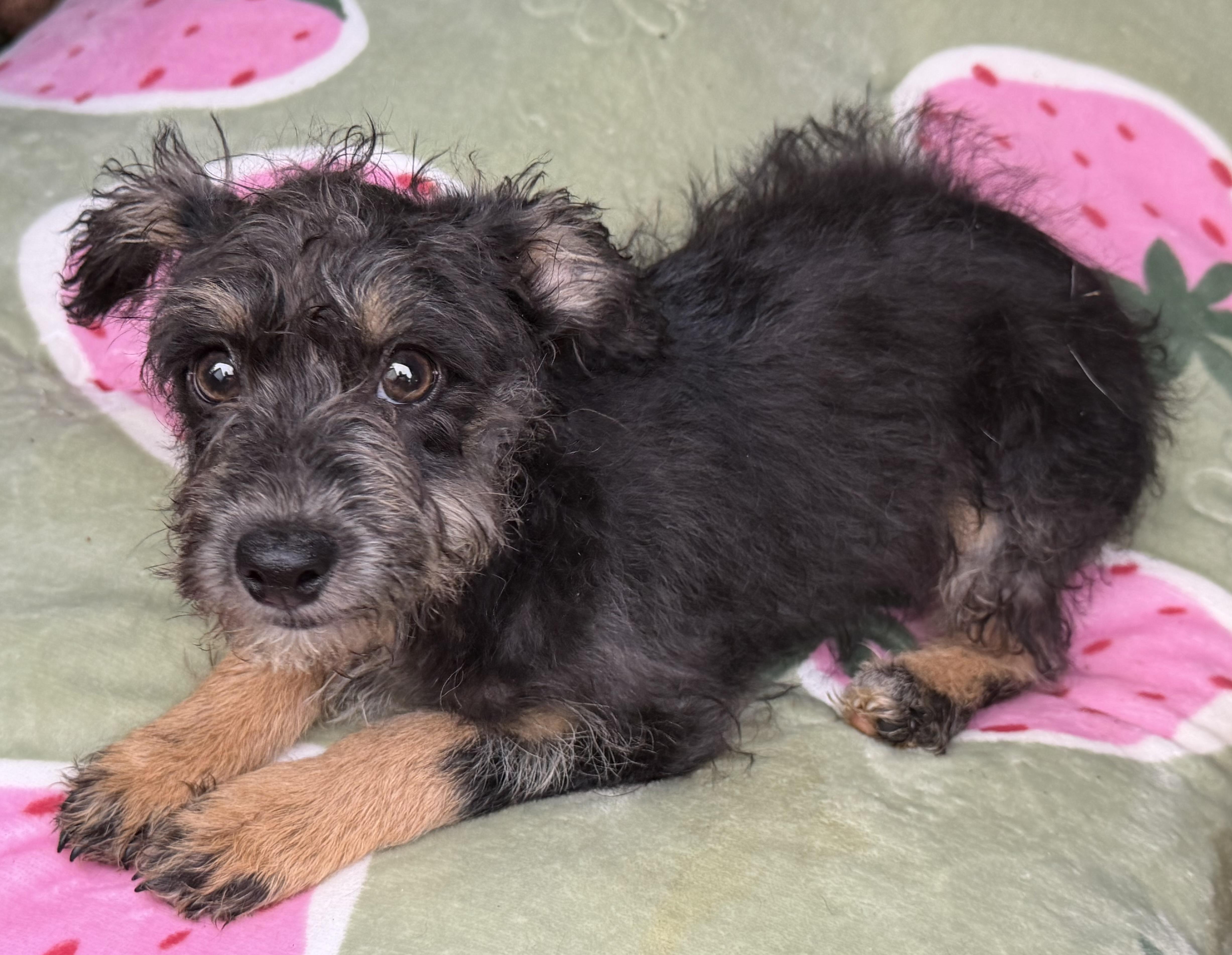 Charlie, a Adoptable mixed breed in Yuba City, CA image 3/4