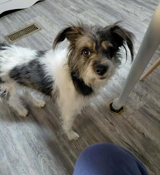 Molly Adopted, Adopted, Young Female Terrier.