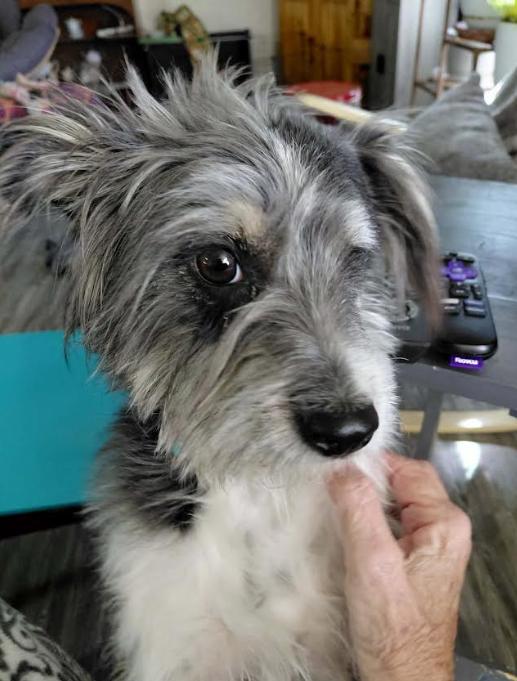 Enlarge Molly Adopted, a Adopted Terrier in Cranston, RI image 2/3