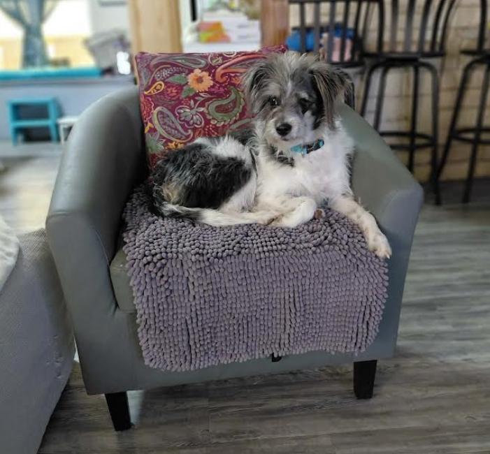 Enlarge Molly Adopted, a Adopted Terrier in Cranston, RI image 3/3