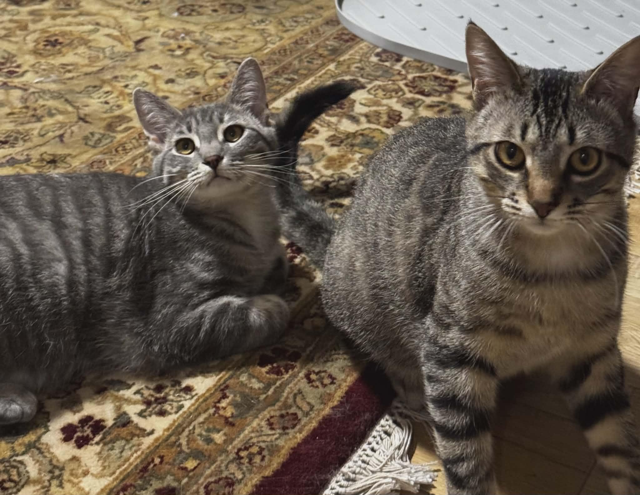 Max & Milo, ADOPTABLE, Young Male Domestic Short Hair.