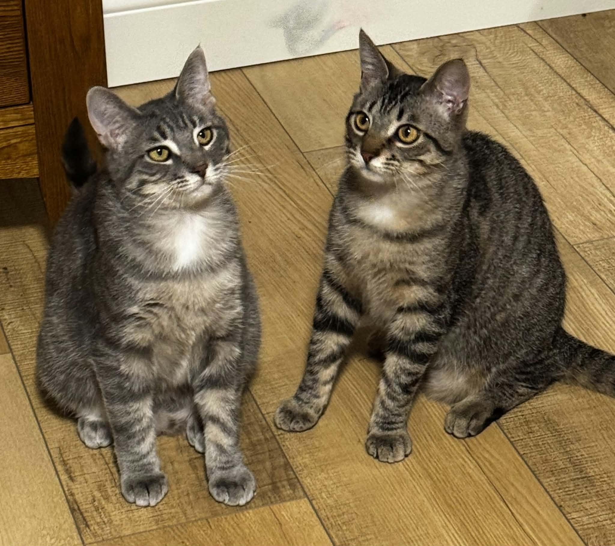 Enlarge Max & Milo, a ADOPTABLE Domestic Short Hair in Ann Arbor, MI image 1/4