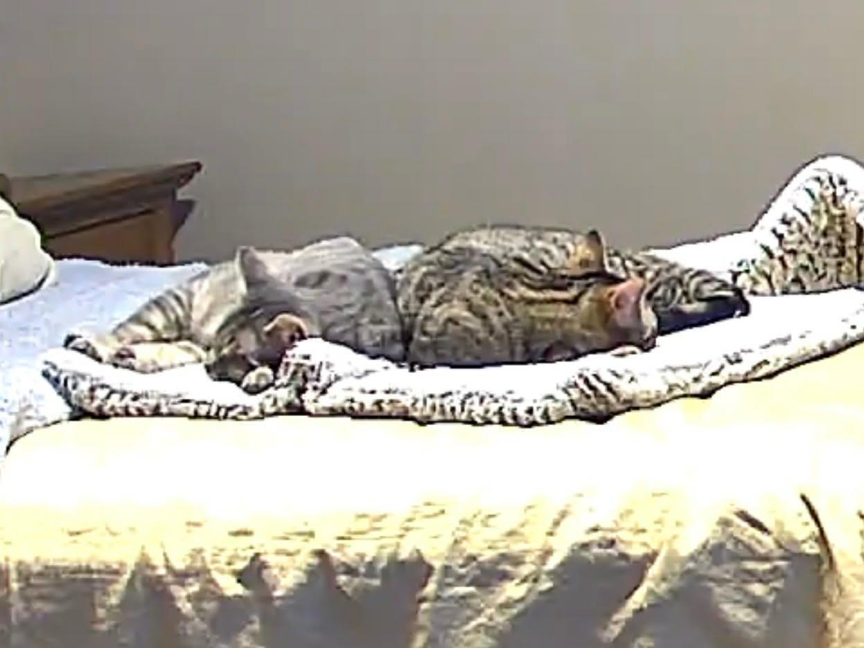 Max & Milo, a ADOPTABLE Domestic Short Hair in Ann Arbor, MI image 3/3