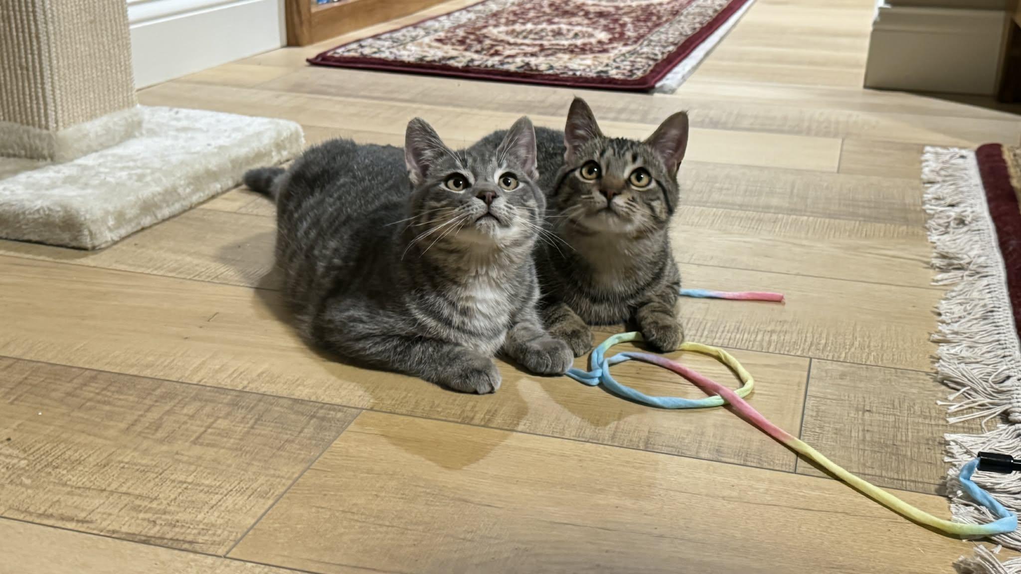 Max & Milo, ADOPTABLE, Young Male Domestic Short Hair.