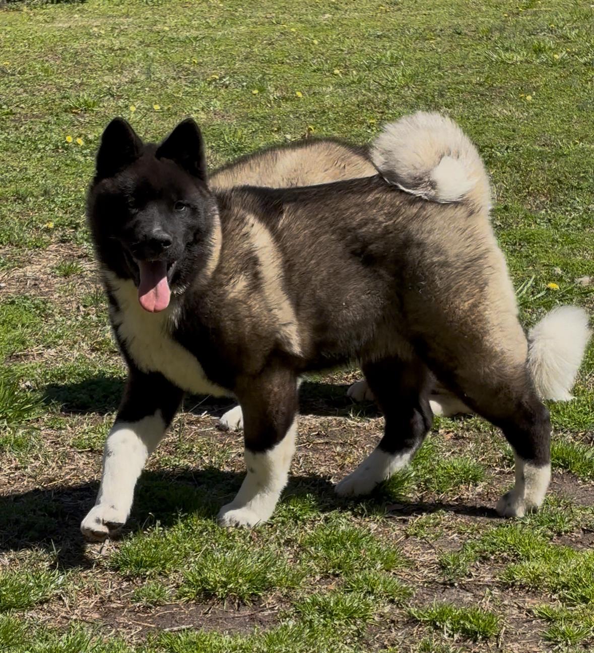 Enlarge Girl Puppy, a Adopted Akita in Snellville, GA image 1/1