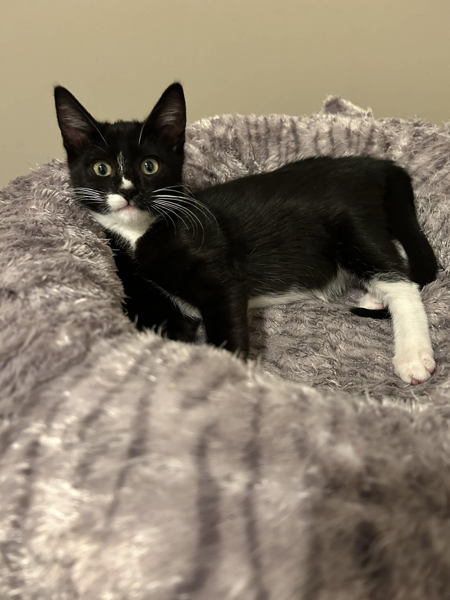 Enlarge Twinkle, a ADOPTABLE Domestic Short Hair in Wading River, NY image 1/6