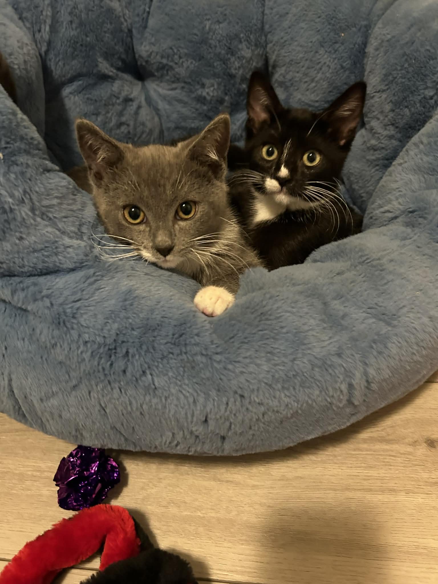 Enlarge Twinkle, a ADOPTABLE Domestic Short Hair in Wading River, NY image 2/6