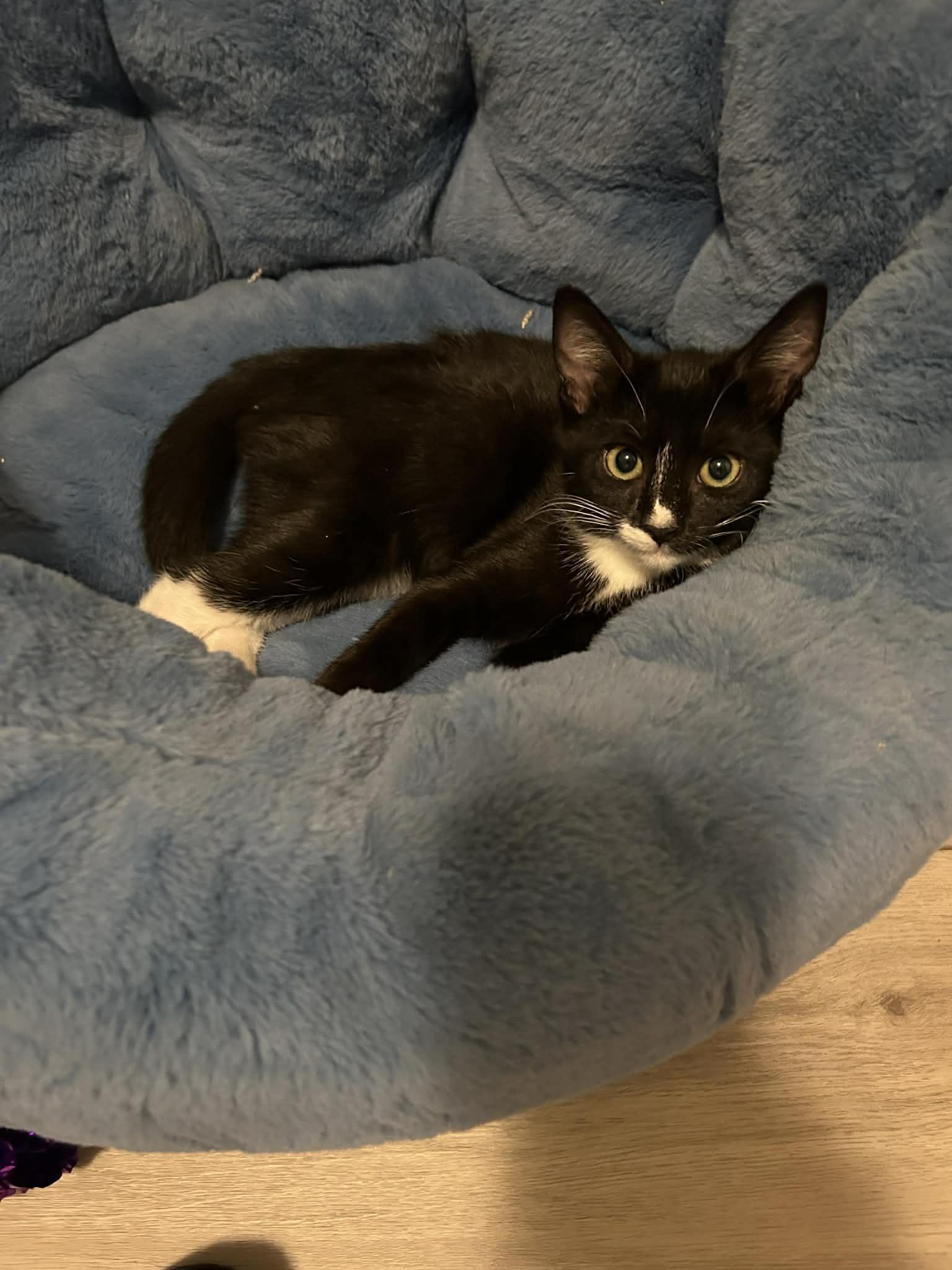 Enlarge Twinkle, a ADOPTABLE Domestic Short Hair in Wading River, NY image 4/6