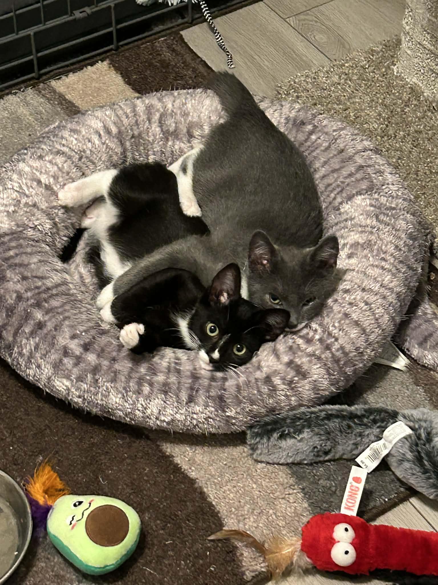 Enlarge Twinkle, a ADOPTABLE Domestic Short Hair in Wading River, NY image 5/6