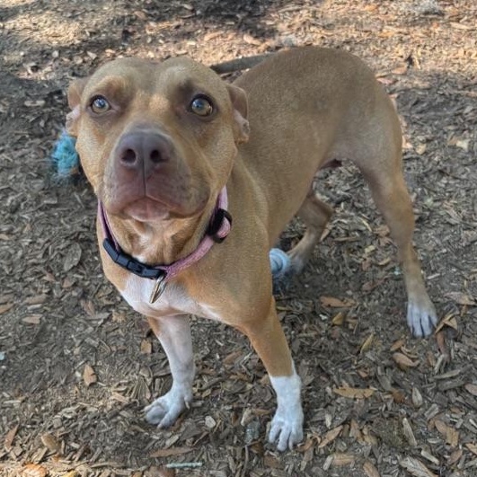 Enlarge Chai, a ADOPTABLE Pit Bull Terrier in St. Augustine, FL image 1/2
