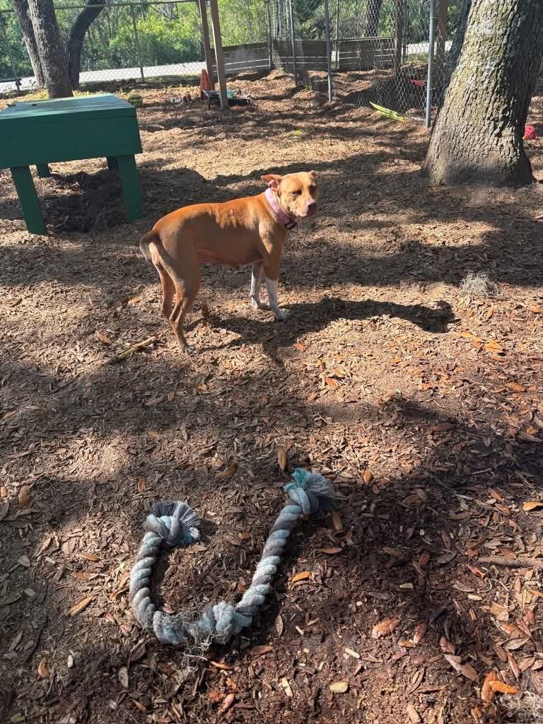 Enlarge Chai, a ADOPTABLE Pit Bull Terrier in St. Augustine, FL image 2/2