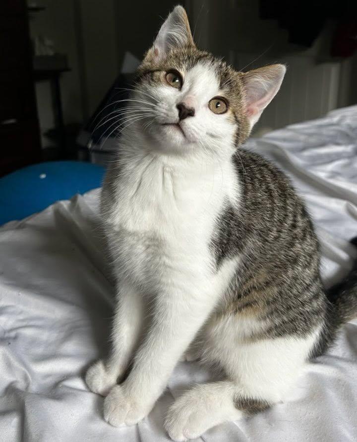 Enlarge LAVINIA, a ADOPTABLE Domestic Short Hair in Tillsonburg, ON image 1/4