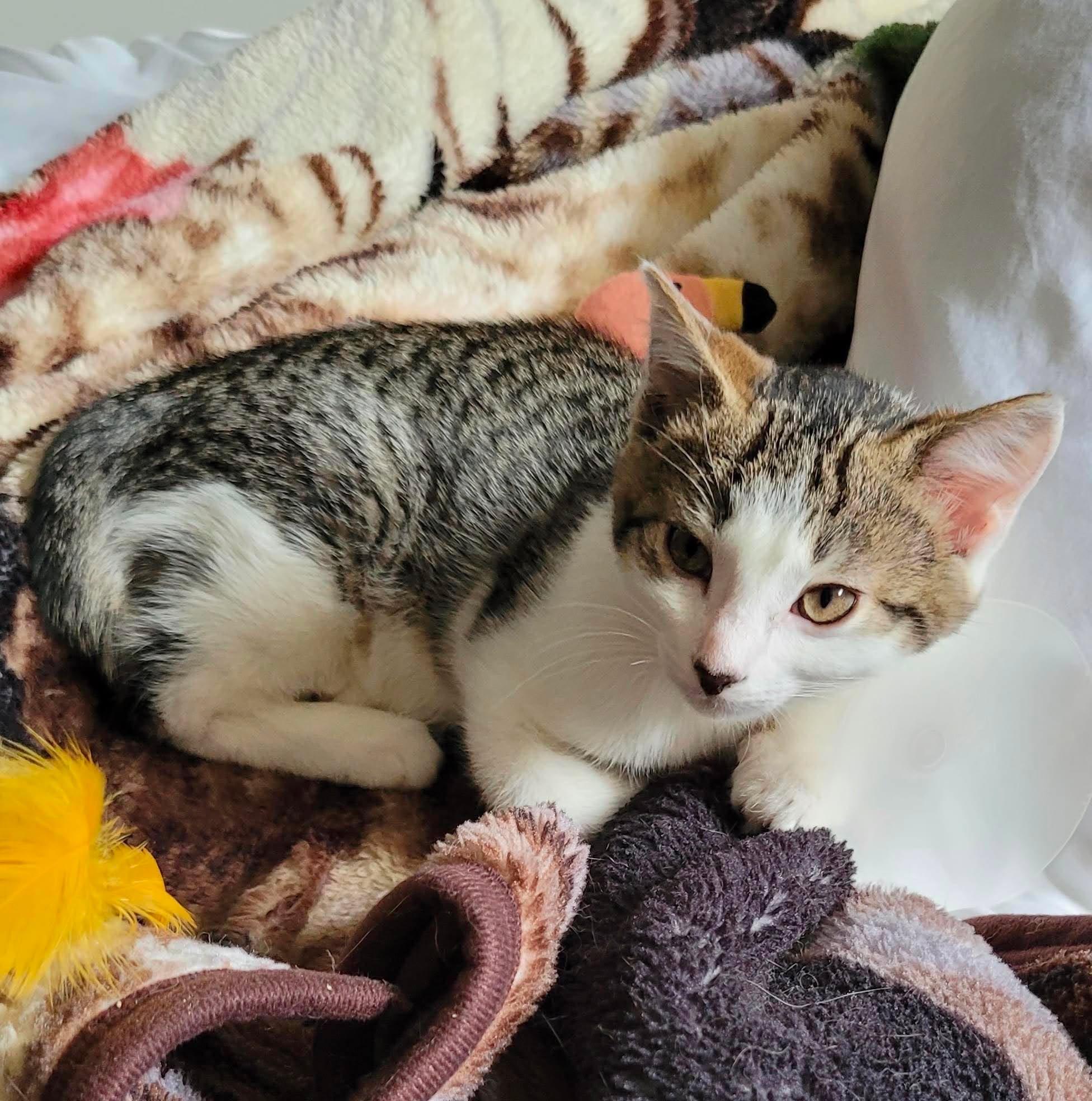 Enlarge LAVINIA, a ADOPTABLE Domestic Short Hair in Tillsonburg, ON image 2/4