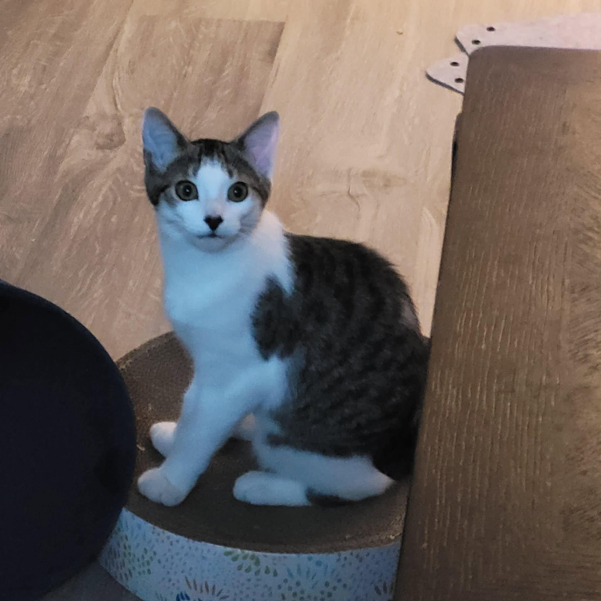Enlarge LAVINIA, a ADOPTABLE Domestic Short Hair in Tillsonburg, ON image 4/4