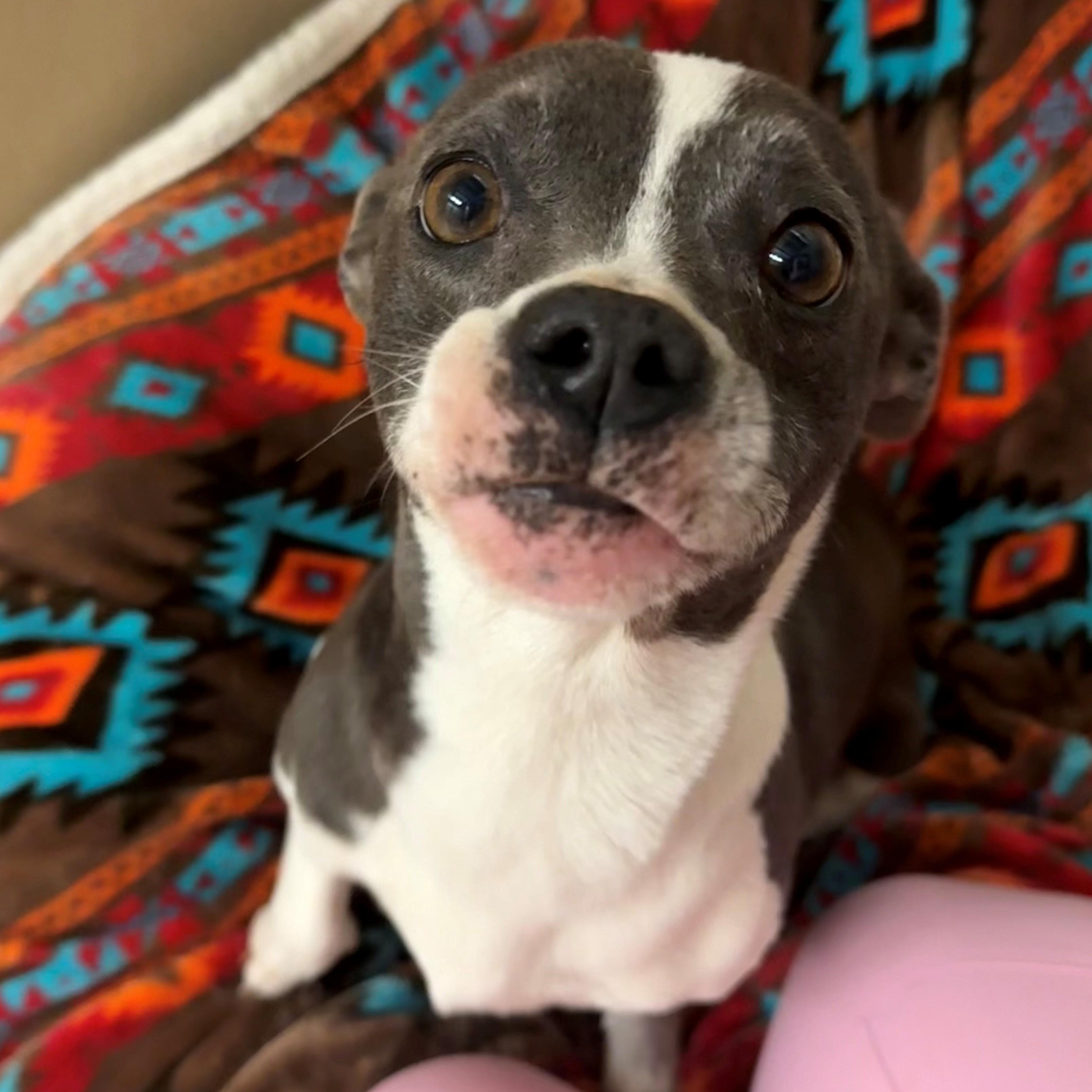 Enlarge Hazel, an adopted Mixed Breed in St. Augustine, FL image 1/3