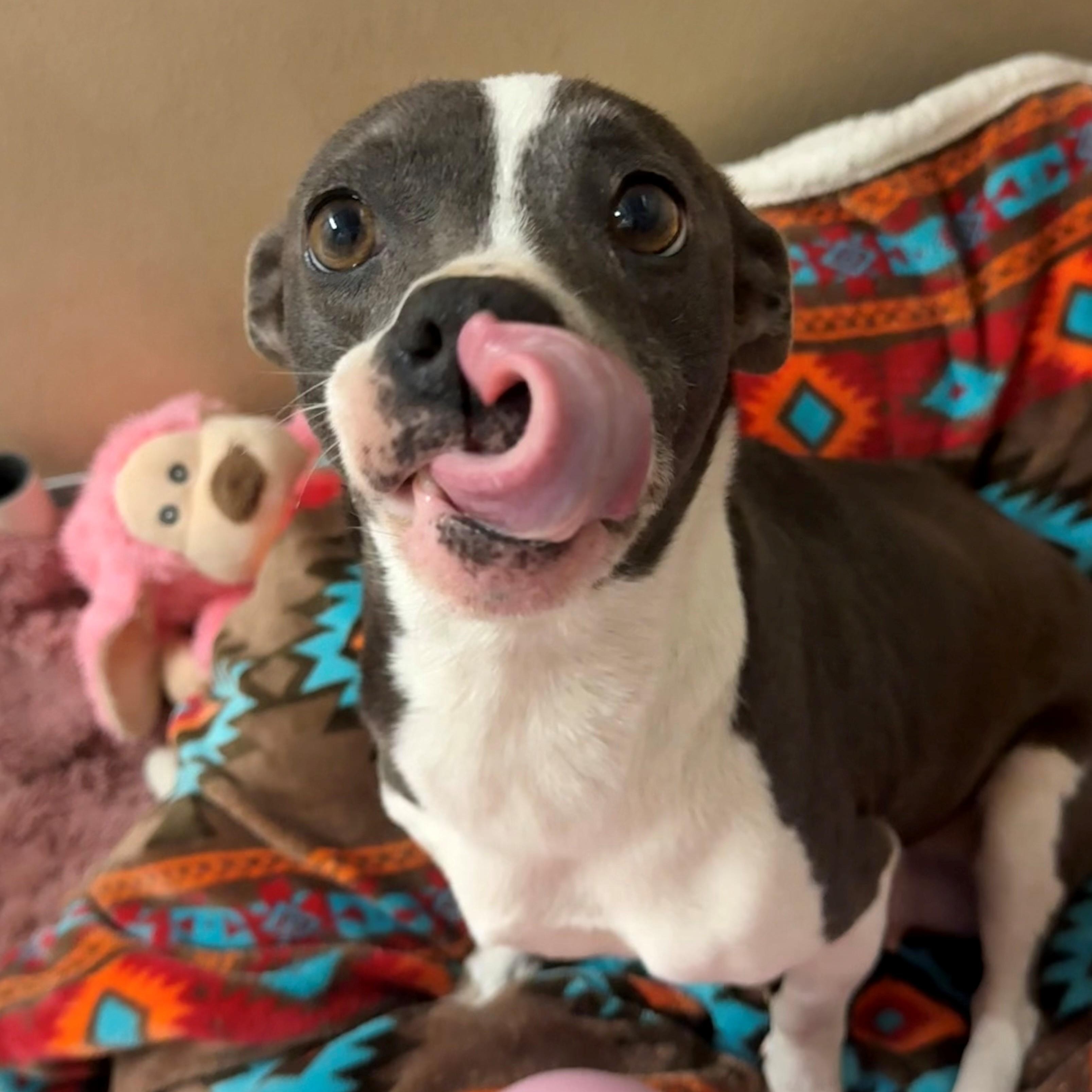 Enlarge Hazel, an adopted Mixed Breed in St. Augustine, FL image 3/3