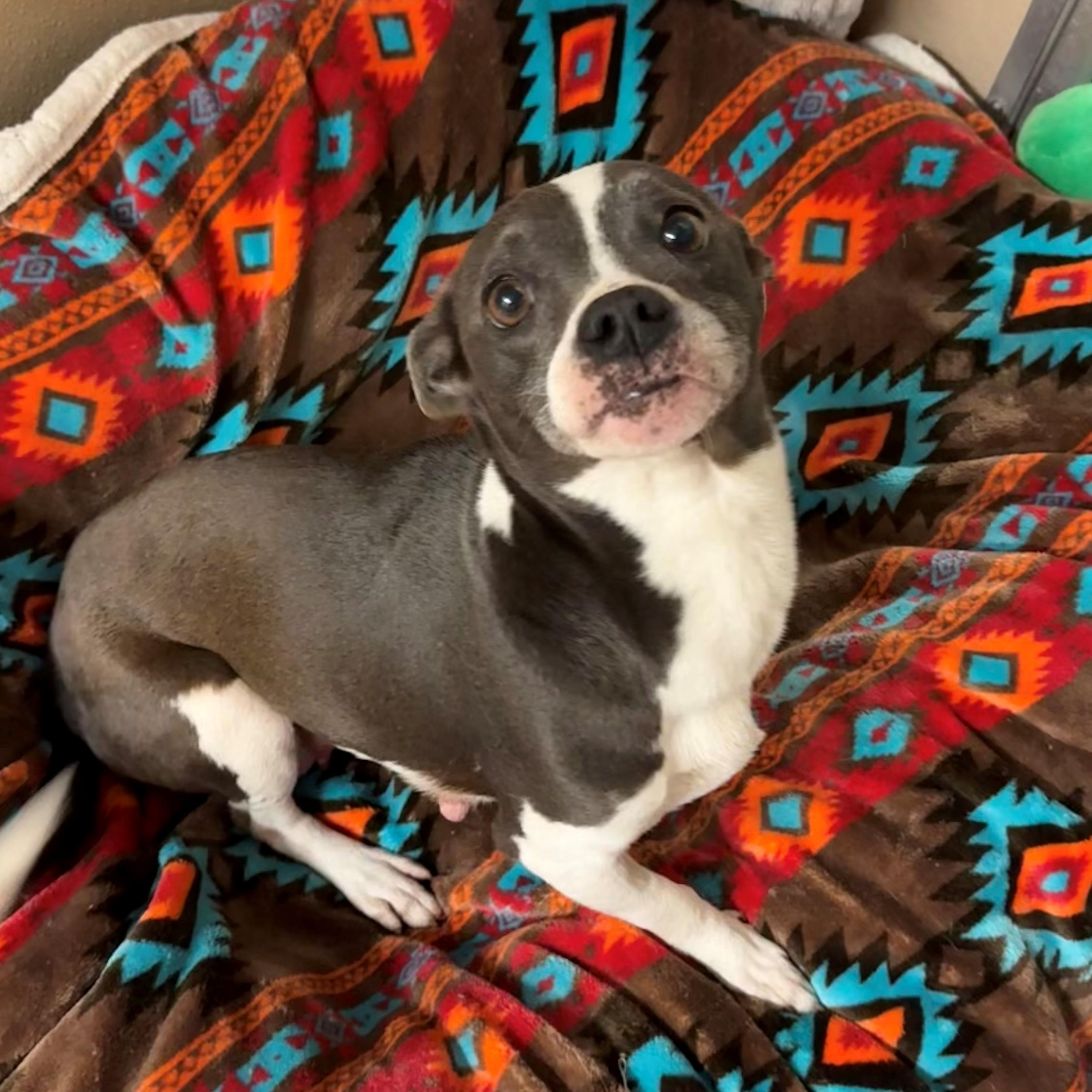 Enlarge Hazel, an adopted Mixed Breed in St. Augustine, FL image 2/3