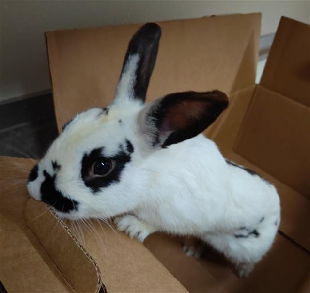 Enlarge RONALD, a Adoptable Bunny Rabbit in Santa Maria, CA image 1/1