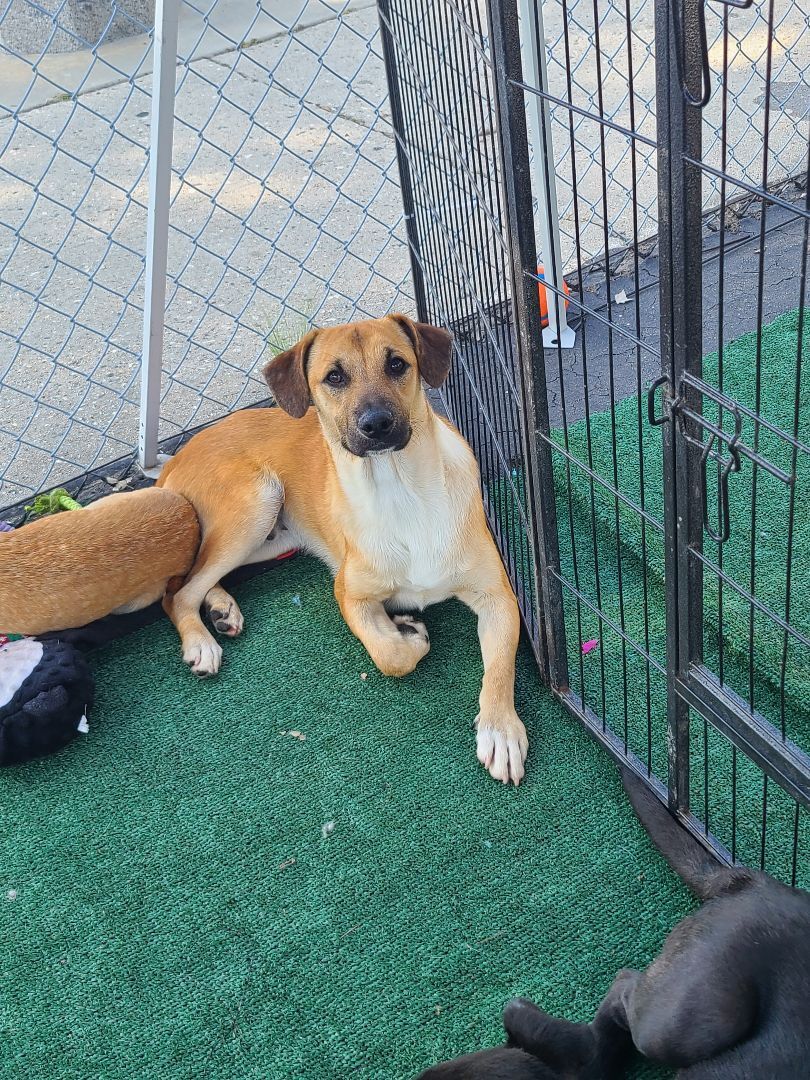 Enlarge Zayron, a Adoptable mixed breed in Los Angeles, CA image 1/13