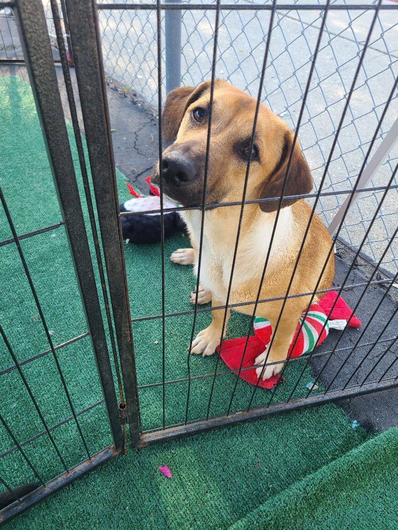 Enlarge Zayron, a Adoptable mixed breed in Los Angeles, CA image 2/13