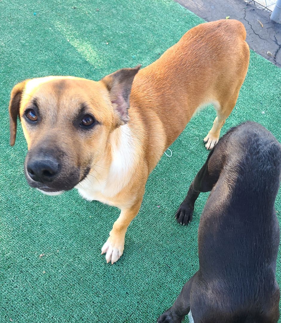 Enlarge Zayron, a Adoptable mixed breed in Los Angeles, CA image 3/13