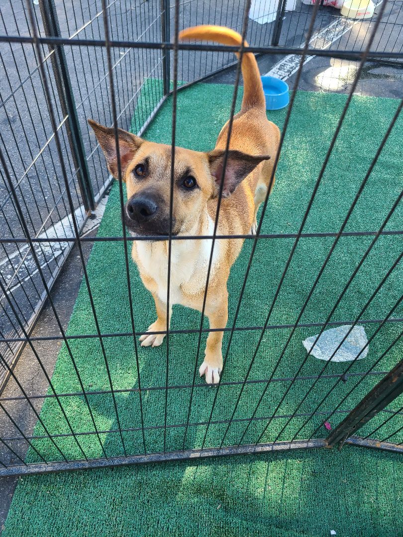 Enlarge Zayron, a Adoptable mixed breed in Los Angeles, CA image 4/13